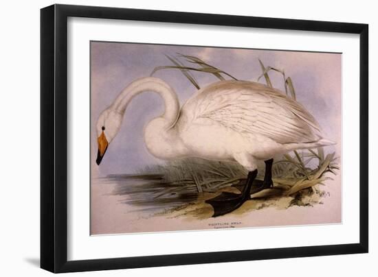 Whooper Swan, Cygnus Cygnus-Edward Lear-Framed Giclee Print