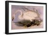 Whooper Swan, Cygnus Cygnus-Edward Lear-Framed Giclee Print