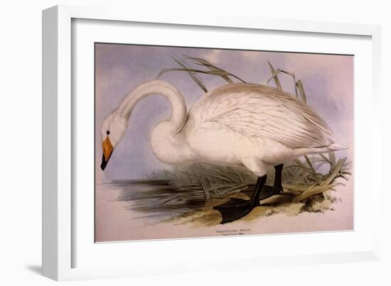 Whooper Swan, Cygnus Cygnus-Edward Lear-Framed Giclee Print