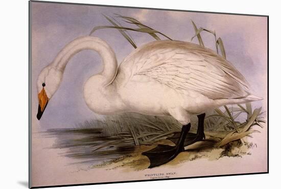 Whooper Swan, Cygnus Cygnus-Edward Lear-Mounted Giclee Print