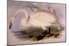 Whooper Swan, Cygnus Cygnus-Edward Lear-Mounted Giclee Print