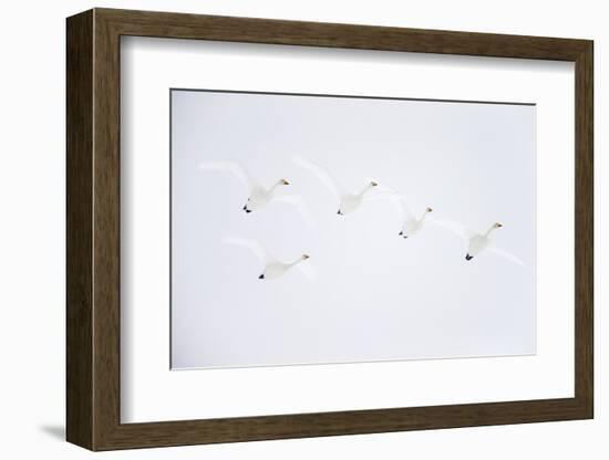 Whooper swan flock of five in flight. Hokkaido, Japan-Markus Varesvuo-Framed Photographic Print