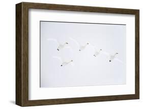 Whooper swan flock of five in flight. Hokkaido, Japan-Markus Varesvuo-Framed Photographic Print