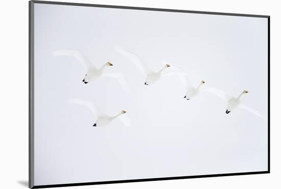 Whooper swan flock of five in flight. Hokkaido, Japan-Markus Varesvuo-Mounted Photographic Print