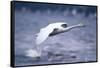 Whooper Swan Flying over Lake-DLILLC-Framed Stretched Canvas