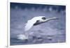 Whooper Swan Flying over Lake-DLILLC-Framed Photographic Print