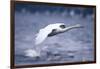 Whooper Swan Flying over Lake-DLILLC-Framed Photographic Print