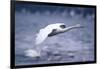 Whooper Swan Flying over Lake-DLILLC-Framed Photographic Print