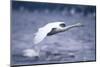 Whooper Swan Flying over Lake-DLILLC-Mounted Photographic Print