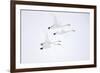 Whooper swan, four in flight. Hokkaido, Japan-Markus Varesvuo-Framed Photographic Print