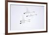 Whooper swan, four in flight. Hokkaido, Japan-Markus Varesvuo-Framed Photographic Print