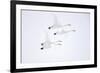 Whooper swan, four in flight. Hokkaido, Japan-Markus Varesvuo-Framed Photographic Print