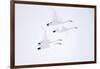 Whooper swan, four in flight. Hokkaido, Japan-Markus Varesvuo-Framed Photographic Print