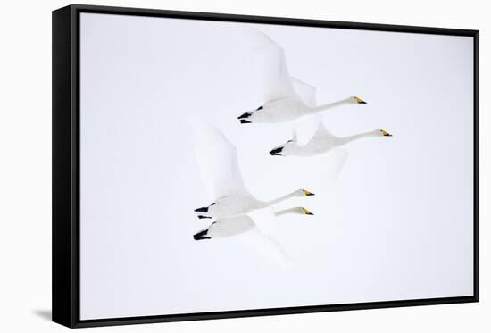 Whooper swan, four in flight. Hokkaido, Japan-Markus Varesvuo-Framed Stretched Canvas