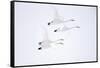 Whooper swan, four in flight. Hokkaido, Japan-Markus Varesvuo-Framed Stretched Canvas