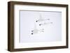 Whooper swan, four in flight. Hokkaido, Japan-Markus Varesvuo-Framed Photographic Print