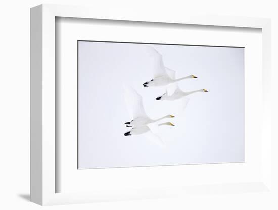 Whooper swan, four in flight. Hokkaido, Japan-Markus Varesvuo-Framed Photographic Print