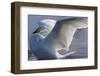 Whooper swan, Hokkaido Island, Japan-Art Wolfe-Framed Photographic Print