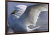 Whooper swan, Hokkaido Island, Japan-Art Wolfe-Framed Photographic Print