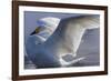 Whooper swan, Hokkaido Island, Japan-Art Wolfe-Framed Photographic Print