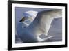 Whooper swan, Hokkaido Island, Japan-Art Wolfe-Framed Photographic Print