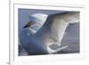 Whooper swan, Hokkaido Island, Japan-Art Wolfe-Framed Premium Photographic Print