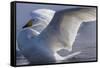 Whooper swan, Hokkaido Island, Japan-Art Wolfe-Framed Stretched Canvas