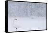 Whooper Swan standing in snowfall,Hokkaido, Japan-Markus Varesvuo-Framed Stretched Canvas