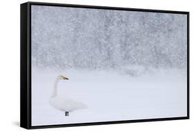 Whooper Swan standing in snowfall,Hokkaido, Japan-Markus Varesvuo-Framed Stretched Canvas