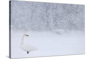 Whooper Swan standing in snowfall,Hokkaido, Japan-Markus Varesvuo-Stretched Canvas