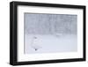 Whooper Swan standing in snowfall,Hokkaido, Japan-Markus Varesvuo-Framed Photographic Print