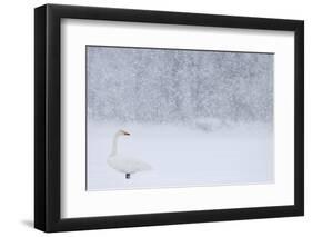 Whooper Swan standing in snowfall,Hokkaido, Japan-Markus Varesvuo-Framed Photographic Print