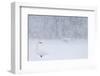 Whooper Swan standing in snowfall,Hokkaido, Japan-Markus Varesvuo-Framed Photographic Print