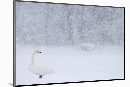 Whooper Swan standing in snowfall,Hokkaido, Japan-Markus Varesvuo-Mounted Photographic Print