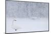 Whooper Swan standing in snowfall,Hokkaido, Japan-Markus Varesvuo-Mounted Photographic Print