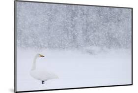 Whooper Swan standing in snowfall,Hokkaido, Japan-Markus Varesvuo-Mounted Photographic Print