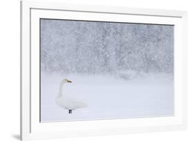 Whooper Swan standing in snowfall,Hokkaido, Japan-Markus Varesvuo-Framed Photographic Print