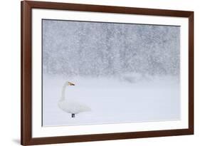 Whooper Swan standing in snowfall,Hokkaido, Japan-Markus Varesvuo-Framed Photographic Print