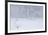 Whooper Swan standing in snowfall,Hokkaido, Japan-Markus Varesvuo-Framed Photographic Print