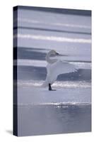 Whooper Swan Standing on Ice-DLILLC-Stretched Canvas