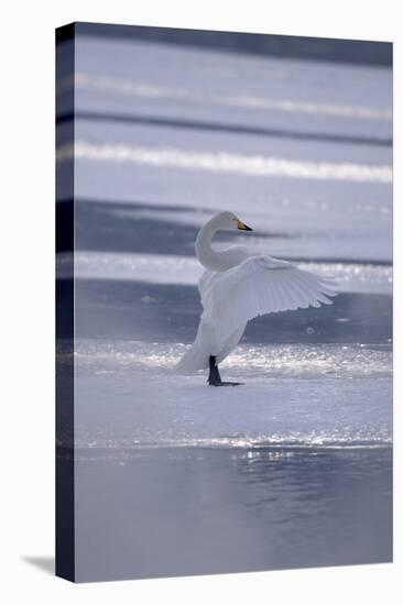 Whooper Swan Standing on Ice-DLILLC-Stretched Canvas