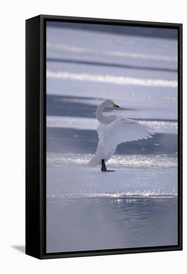 Whooper Swan Standing on Ice-DLILLC-Framed Stretched Canvas