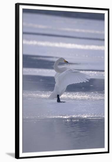 Whooper Swan Standing on Ice-DLILLC-Framed Premium Photographic Print