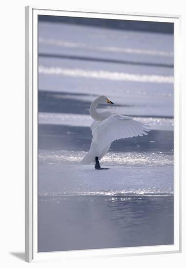 Whooper Swan Standing on Ice-DLILLC-Framed Premium Photographic Print