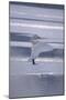 Whooper Swan Standing on Ice-DLILLC-Mounted Photographic Print