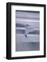 Whooper Swan Standing on Ice-DLILLC-Framed Photographic Print