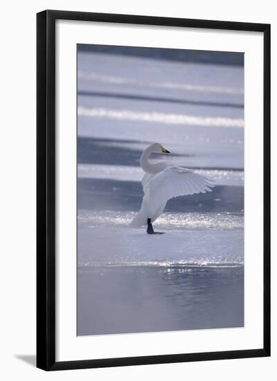 Whooper Swan Standing on Ice-DLILLC-Framed Photographic Print