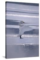 Whooper Swan Standing on Ice-DLILLC-Stretched Canvas