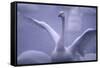 Whooper Swan Stretching Wings-DLILLC-Framed Stretched Canvas