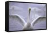 Whooper Swan Stretching Wings-DLILLC-Framed Stretched Canvas